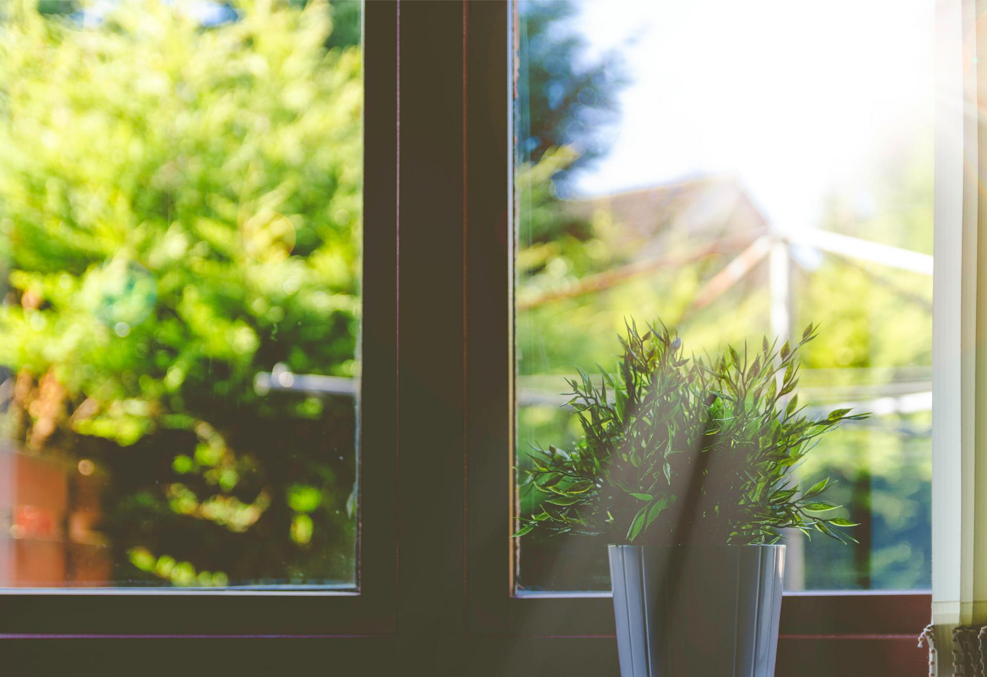 Potted plant by window